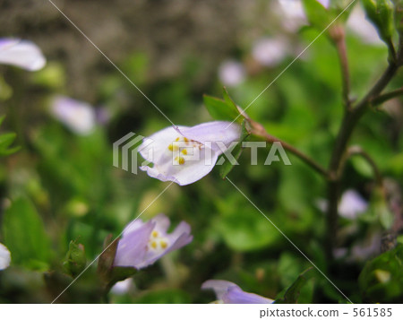 Joban sweet flower 561585