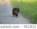 miniature dachshund, dog, dogs 561812