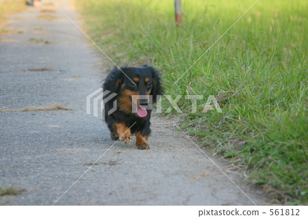 迷你臘腸犬 毛孩 狗 561812