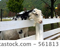 mountain goat, goat, goats 561813