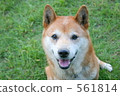 Shiba, brushwood dog, shiba-inu 561814