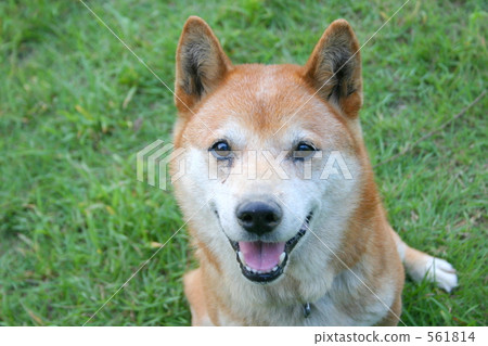 柴犬 叢林犬 561814