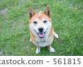 Shiba, brushwood dog, shiba-inu 561815