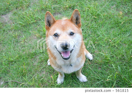 Shiba, brushwood dog, shiba-inu 561815