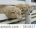 sheep 561817