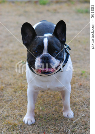 Dog · French Bulldog Dog · French Bulldog 561883