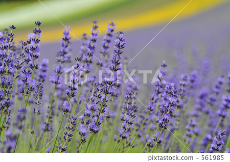薰衣草花 561985