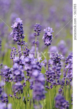 Lavender flowers 561993