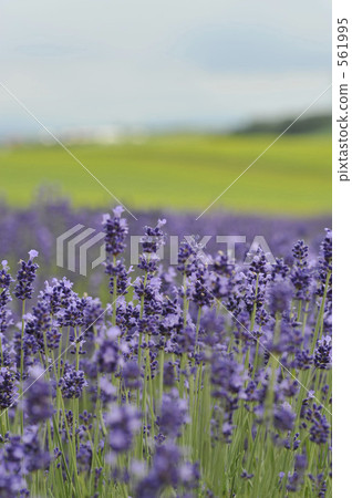 Lavender flowers 561995