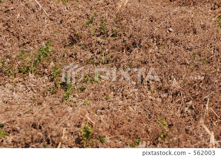 withered grass, weed, weeds 562003