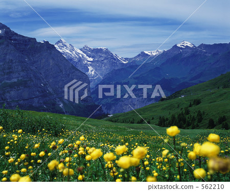 Flower field and Swiss Alps 562210