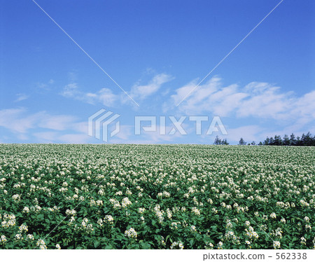 Potato field 562338