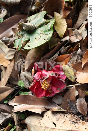 Fall in early bloom 562365