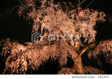 Maruyama Park Everyday cherry tree at night Maruyama Park Everyday cherry tree at night 562475