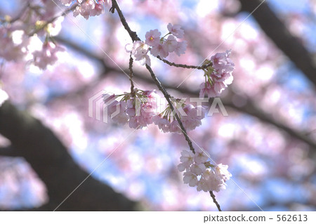 Okono cherry tree Okono cherry tree 562613