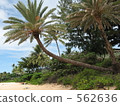North Shore's Creek 562636