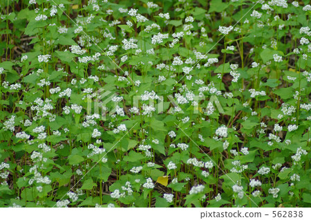 Buckwheat fields 562838