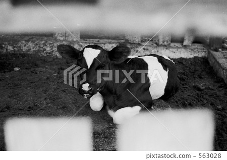 calf, cow, cattle 563028