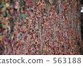 落葉 楓樹 紅楓 563188