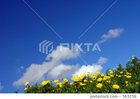 Flower field in Malta 563256