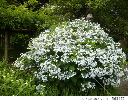 在Mukojima Hyakuen的繡球花 563471