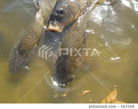 三條鯉魚 三條鯉魚 563508