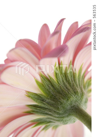 花瓶 外框 花萼 563535