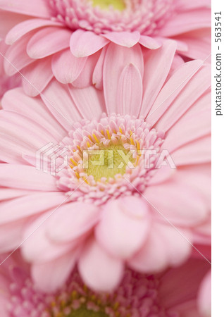 gerbera, gerberas, vivit 563541