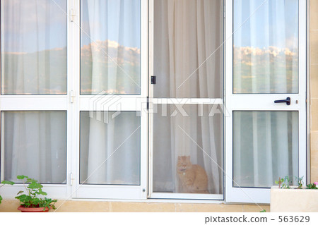 Cat in Malta Gozo Island 563629