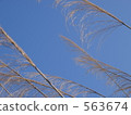 japanese pampas grass, light blue, sky blue 563674