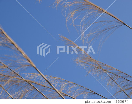 japanese pampas grass, light blue, sky blue 563674