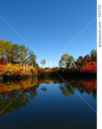 Plateau swamp colored in autumn Plateau swamp colored in autumn 563705