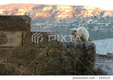 馬泰拉的貓2 馬泰拉的貓2 564028