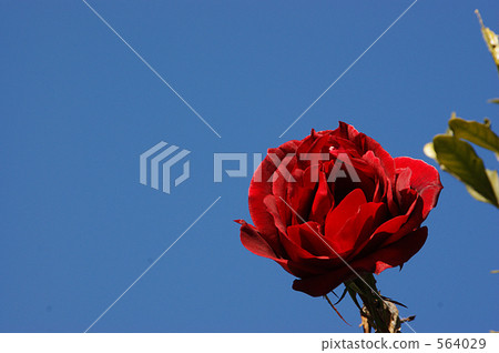 藍天和冬天上升了 564029