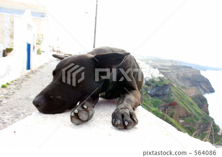 Santorini's dog 564086
