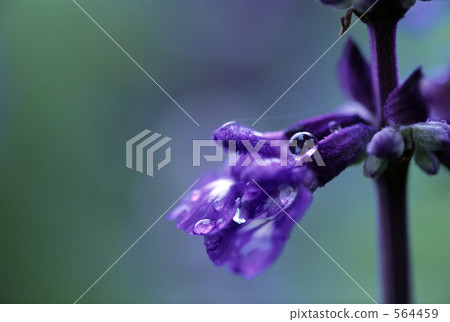 lavander, lavender, bloom 564459