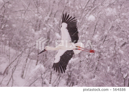 snowfall, snowfalls, yamanaka 564886