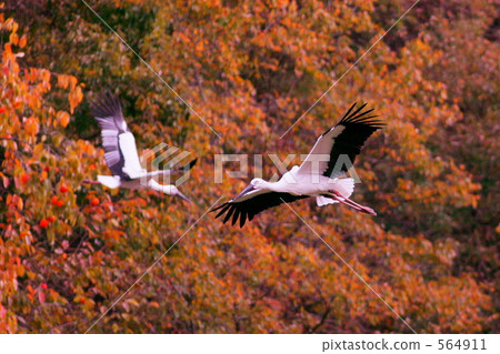 天鵝 鸛 鳥兒 564911