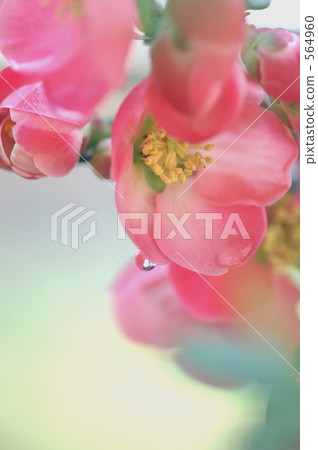 模糊的鮮花 564960