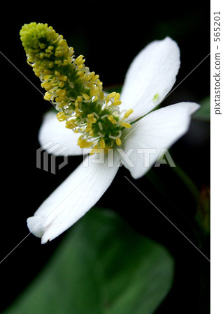 Houttuynia cordata flower 565201