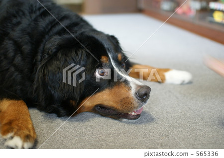 Bernese Mountain Dog 565336