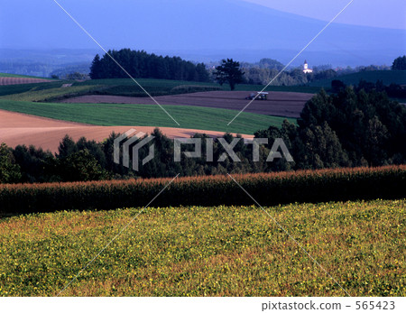 田園 田園風景 菜地 565423