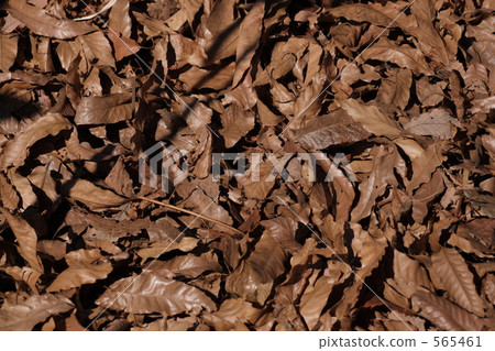 Dead leaves Dead leaves 565461