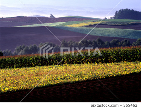 rural districts, vegetable field, soybean field 565462