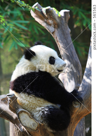 貓熊 貓熊 565563