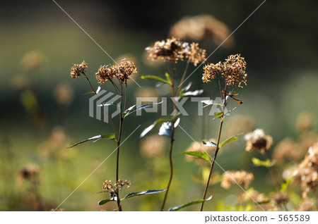 patrinia scabiosifolium, patrinium, scabious patrinium 565589