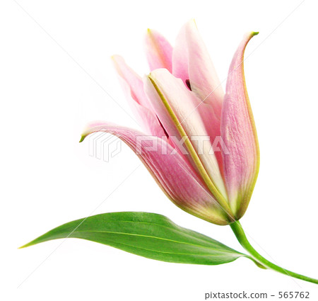 Lily  565762