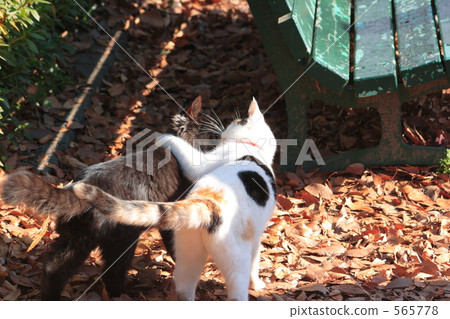 Cat's conversation 565778