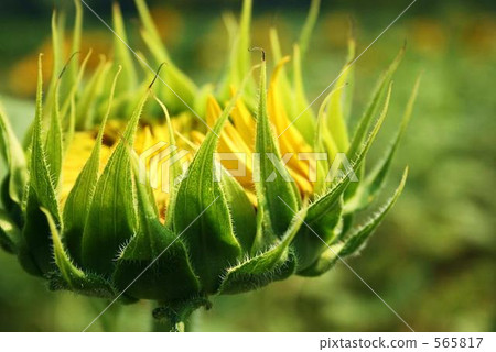 sunflower field, field of sunflowers, sunflower 565817