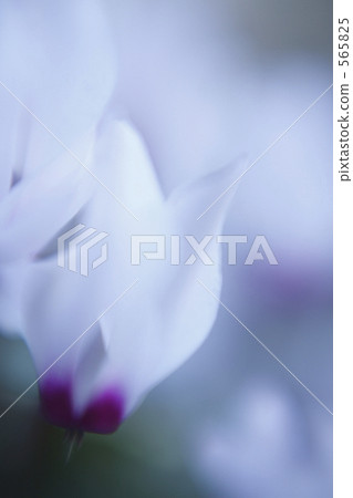 A quiet afternoon 565825